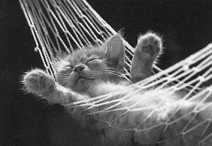cat-hammock.png