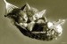 plakaty-full-kittens-in-hamock-keith-kimberlin-sepia-2868.jpg